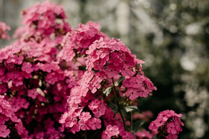 Pink phlox flowers in a garden