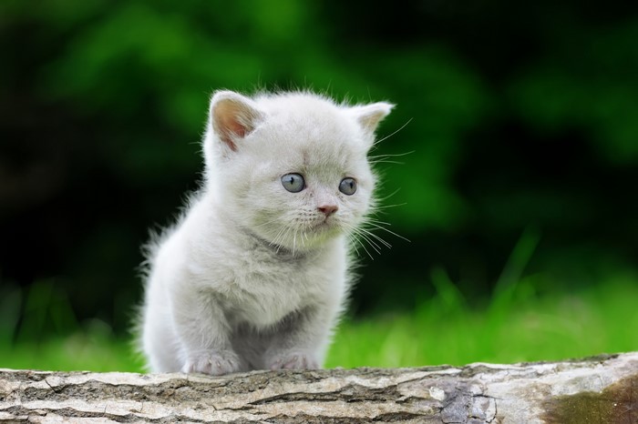 A fluffy grey kitten sits on a log outdoors