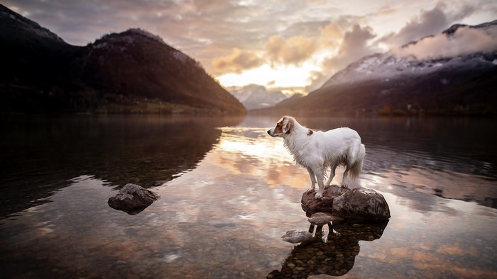 Dog on rocks in a lake with mountains at sunset