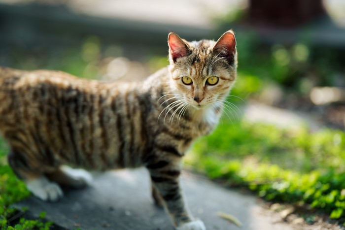 Tabby cat walking on a path
