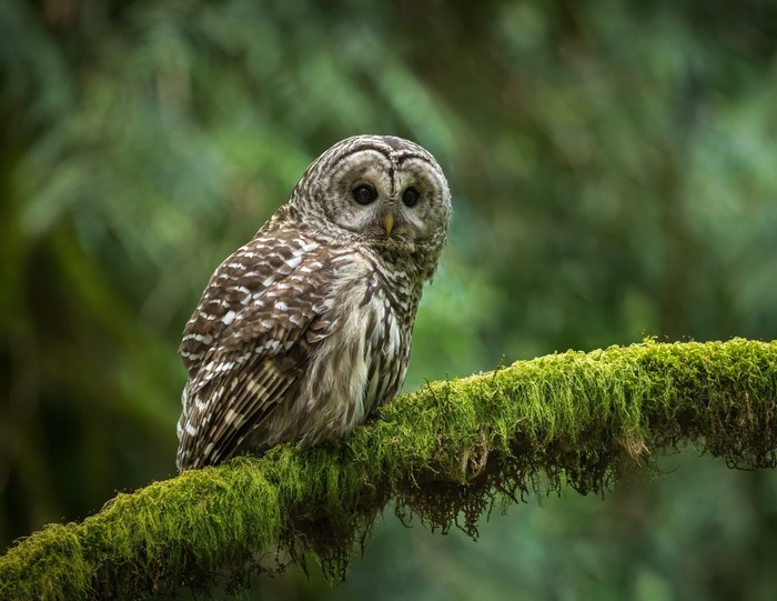 Barred owl perched on a moss-covered branch in a forest