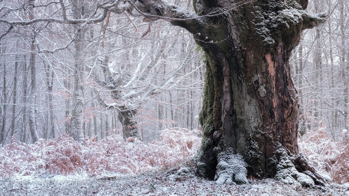Snow covered forest with large ancient tree