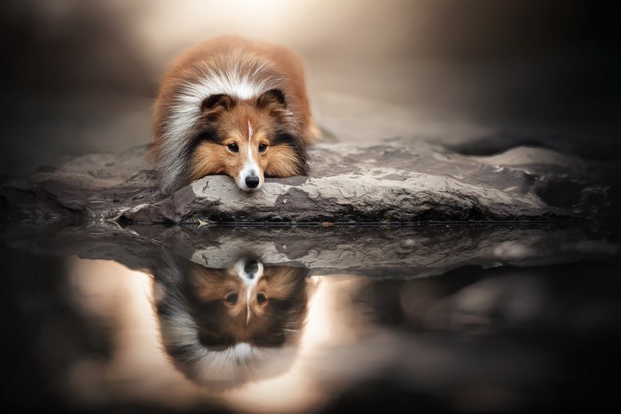 Shetland Sheepdog resting by the water