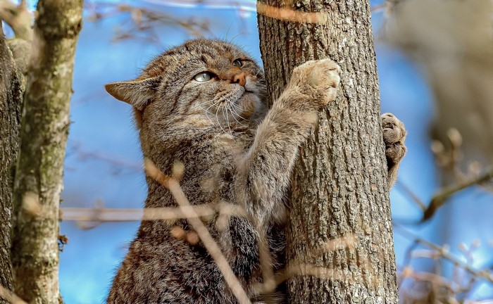 Wild cat climbing a tree trunk