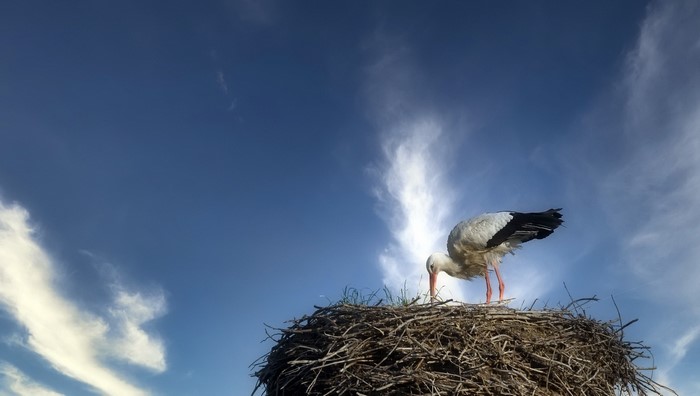 A stork in its nest against a blue sky
