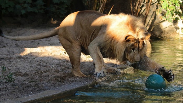 Lion playing with a ball in water
