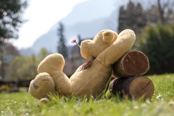 Teddy bear relaxing in grass with a flower
