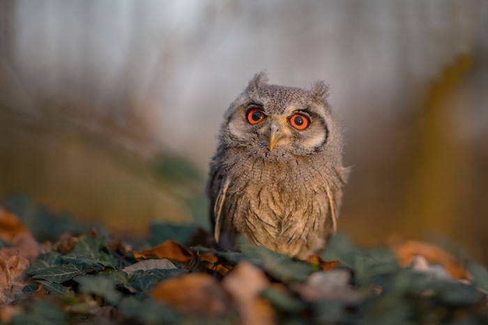 A young owl with bright orange eyes sits on fallen leaves