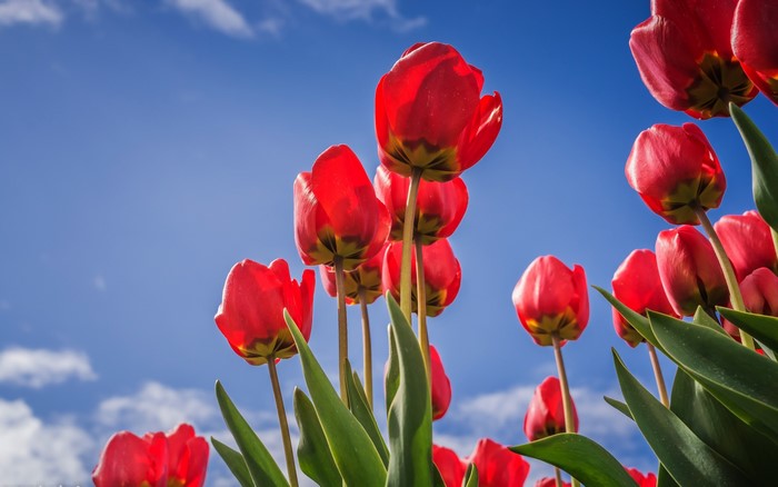 Red tulips against a blue sky