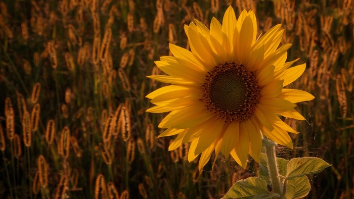 Sunflower in a field at sunset
