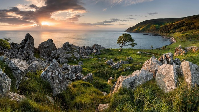 Rocky coastline with a lone tree at sunset