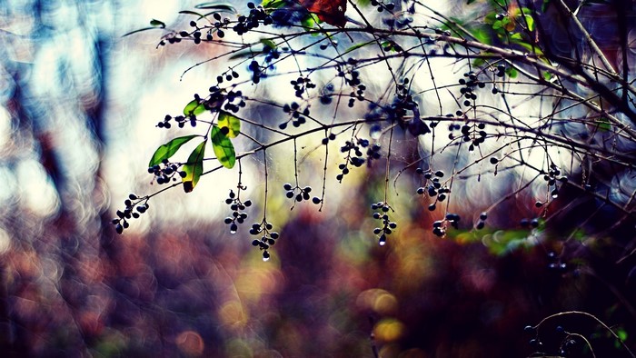 Close-up of a branch with dark berries and green leaves
