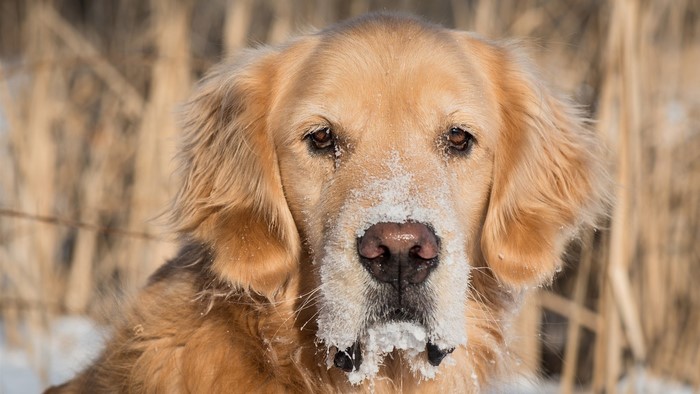 Golden Retriever dog with snow on its face