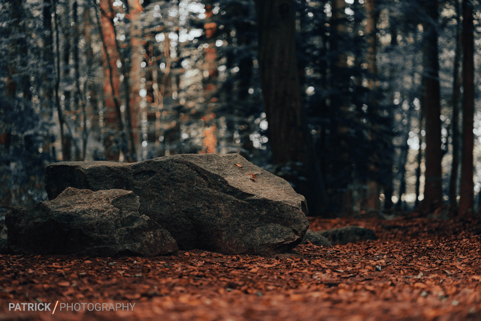 4K Forest with Rocks and Fallen Leaves