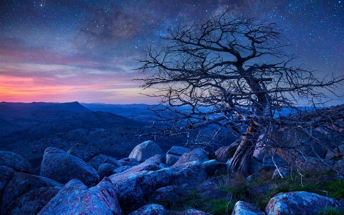 Rocky landscape with a dead tree under a starry sky