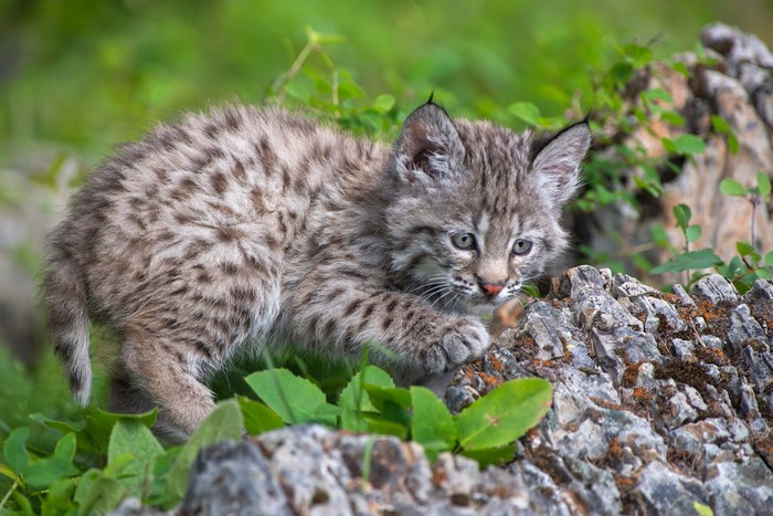 A young bobcat kitten explores a rocky area with green foliage.