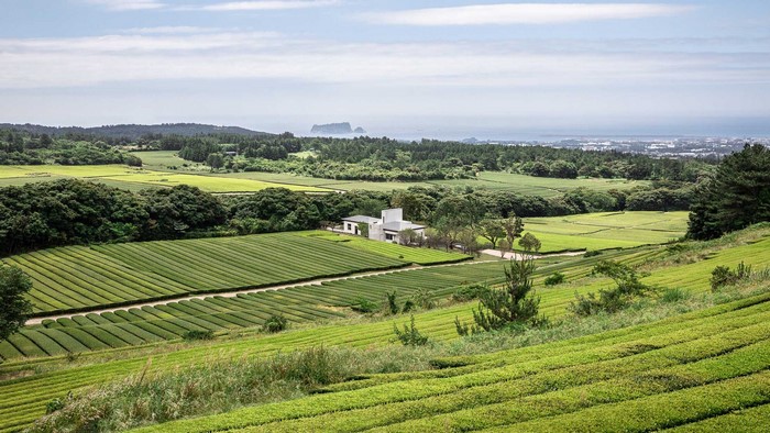 Green tea fields and a modern house with a distant island