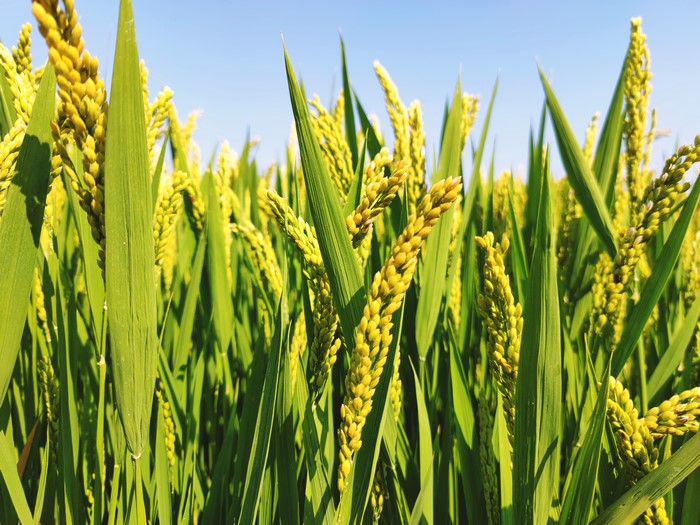 Rice paddy field with ripe rice stalks