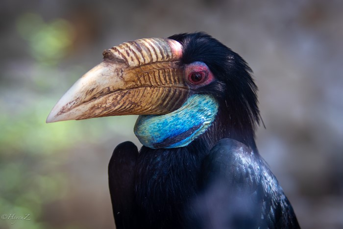 Wreathed Hornbill bird close-up