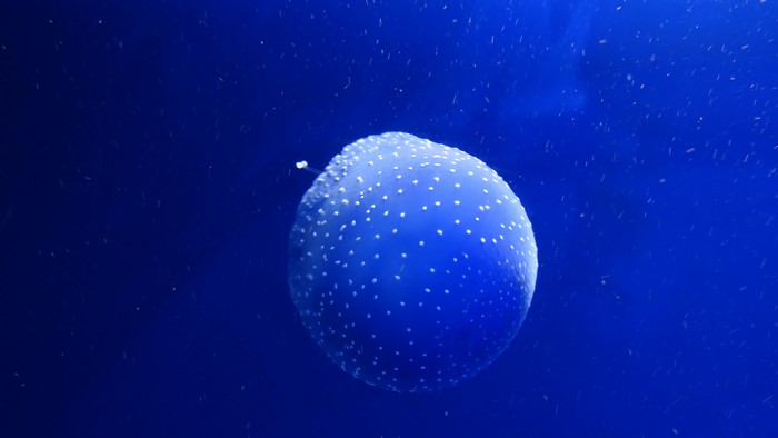 Blue Jellyfish with white spots underwater