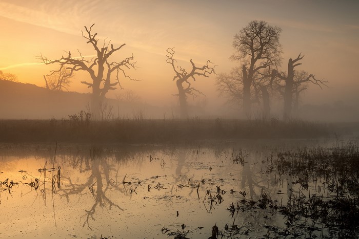 Misty sunrise over a swamp with dead trees