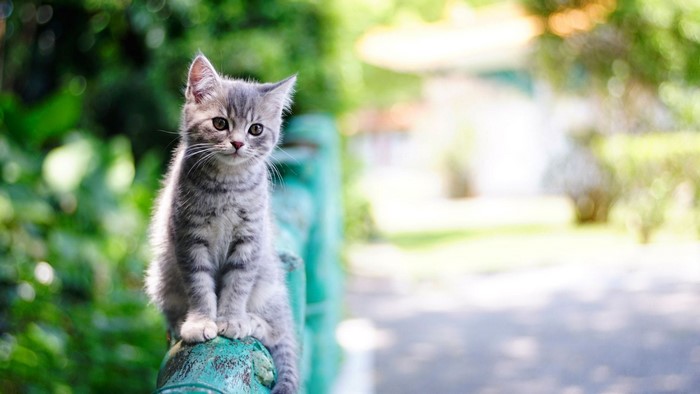 A tabby kitten sits on a green railing outdoors