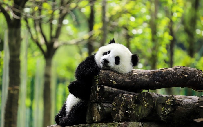 Panda resting on logs in forest