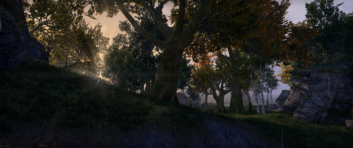 The Elder Scrolls Online forest landscape with trees and rocks