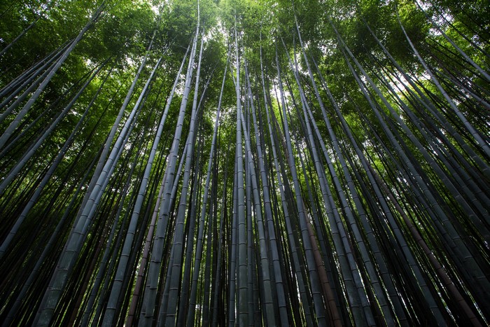 Bamboo forest photography