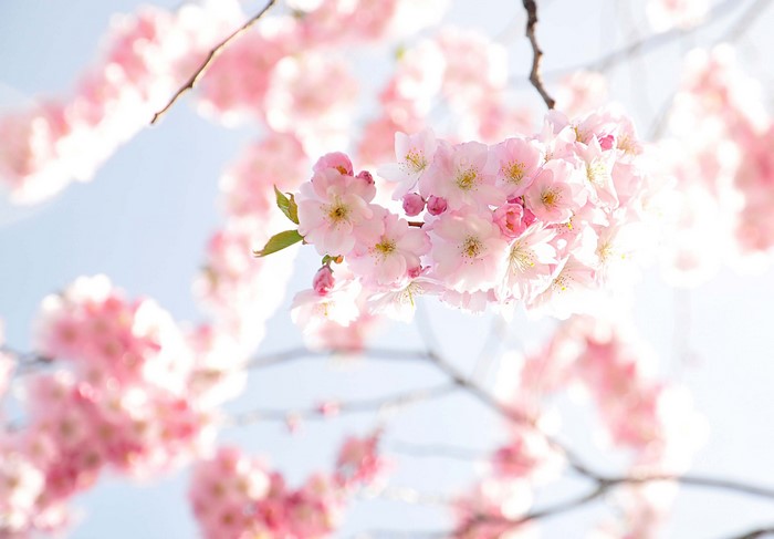 Pink cherry blossoms on a branch against a light blue sky