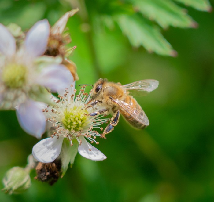 Bee on a white flower with green background