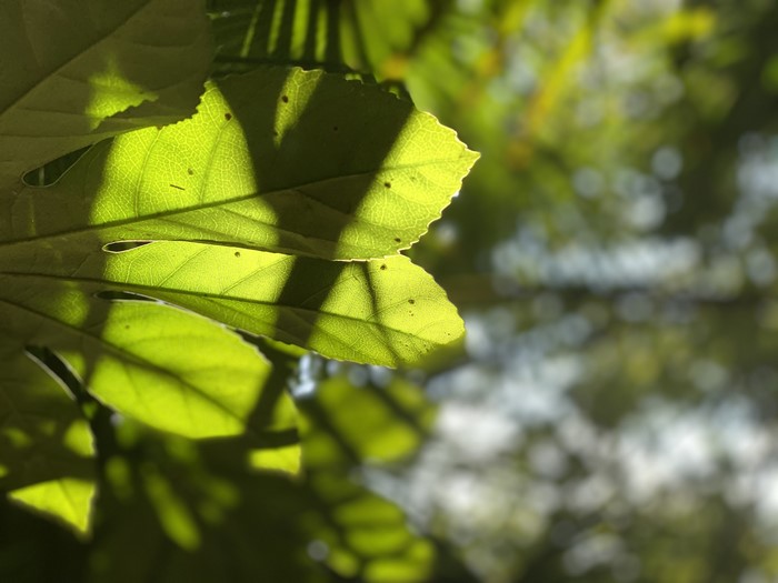 Sunlight filtering through green leaves