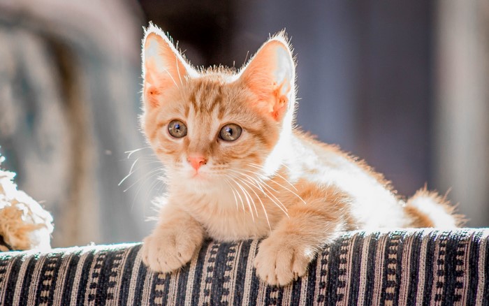 Orange tabby kitten lying on a striped cushion