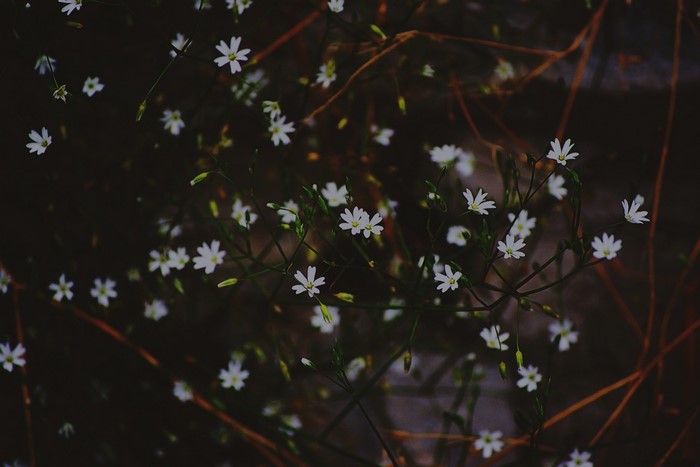 Small white flowers and brown branches