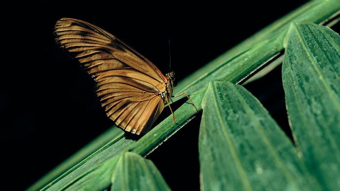 4K butterfly on a green plant