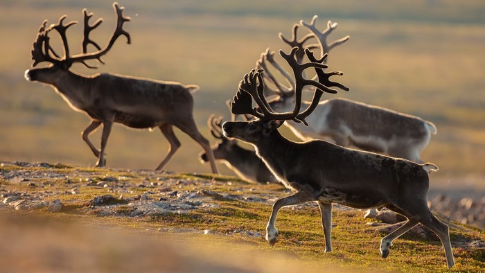 Herd of reindeer walking on a grassy hill