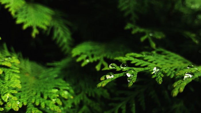 4K Macro Thuja with Water Drops