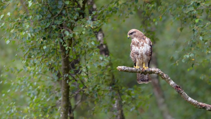 Hawk perched on a tree branch in a forest