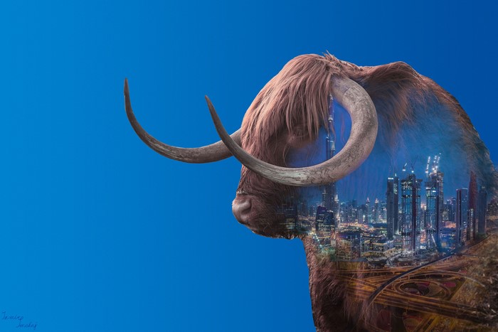 4K Dubai Bull Double Exposure