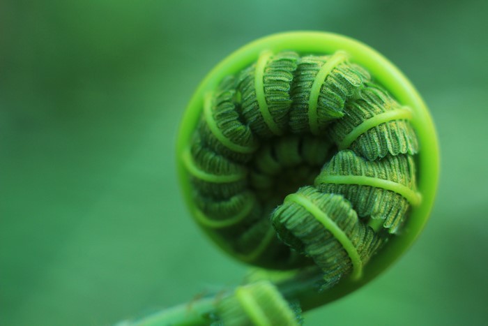 Macro shot of a green fern frond unfurling