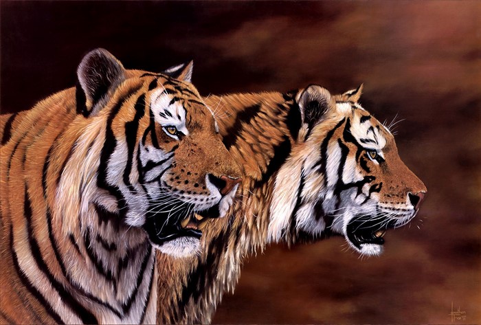 Two tigers with orange and black stripes
