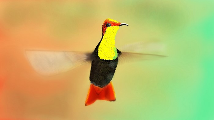 Hummingbird with bright yellow and red plumage in flight