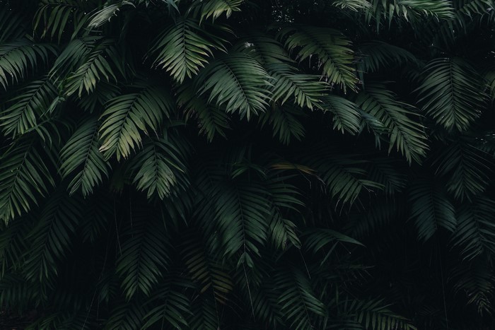 Dark green palm leaves