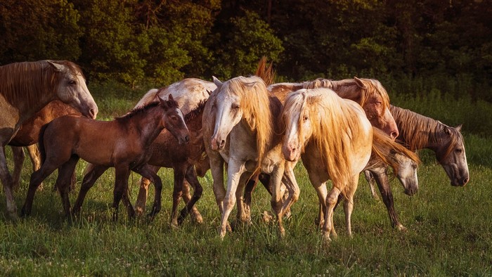 A herd of horses in a grassy field