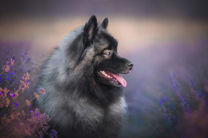 Keeshond dog in a field of lavender