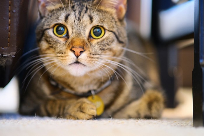 animal eyes, animals, mammals, cats