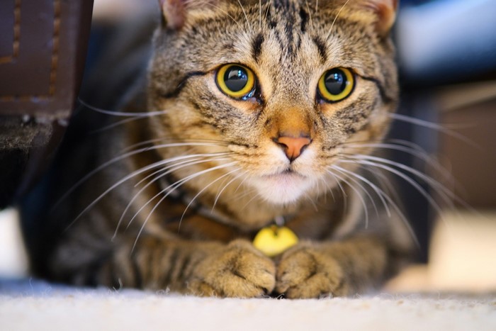 Close-up of a tabby cat with yellow eyes