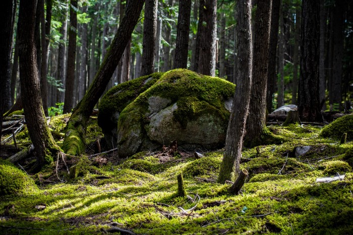 4K, nature, forest, rock, moss