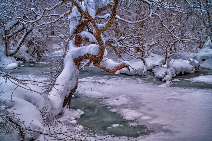 creeks, snow, nature, ice, trees, cold, winter, outdoors