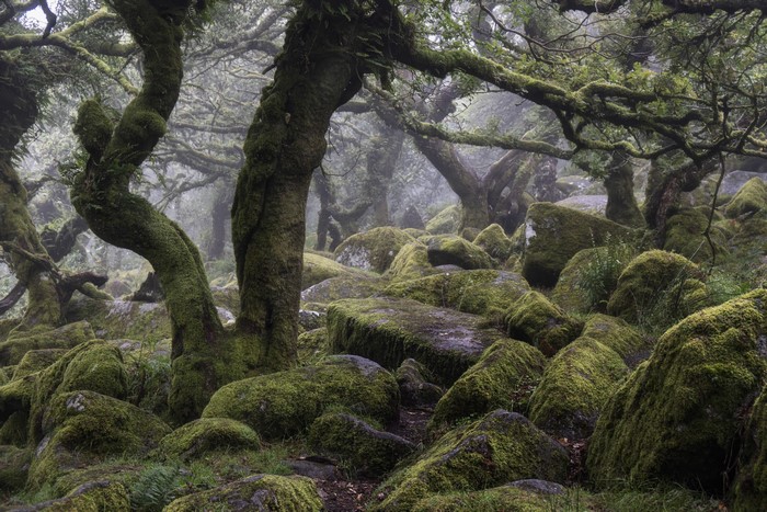 rock, plants, nature, stones, trees, HD Wallpaper | Rare Gallery